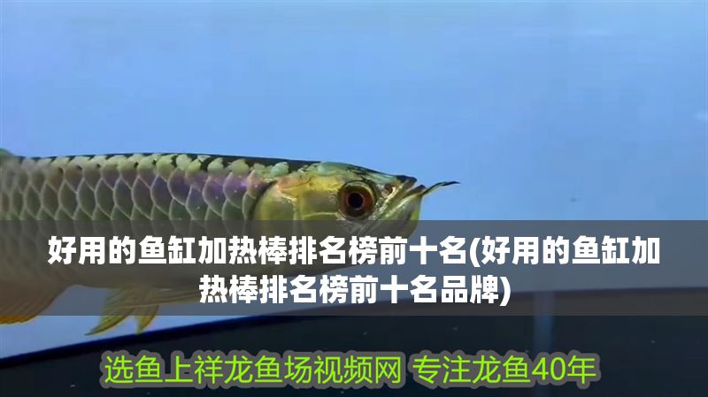 好用的魚缸加熱棒排名榜前十名(好用的魚缸加熱棒排名榜前十名品牌)