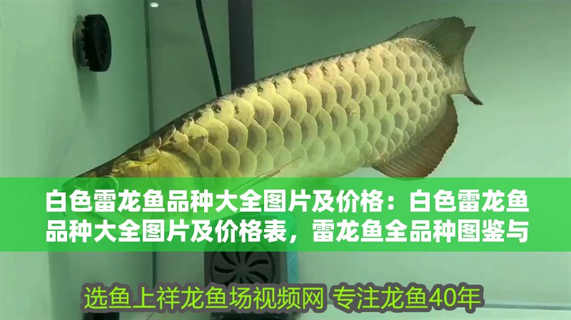白色雷龍魚品種大全圖片及價格：白色雷龍魚品種大全圖片及價格表，雷龍魚全品種圖鑒與價格