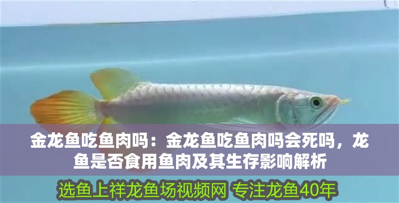 金龍魚吃魚肉嗎：金龍魚吃魚肉嗎會死嗎，龍魚是否食用魚肉及其生存影響解析