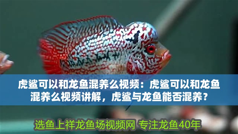 虎鯊可以和龍魚混養么視頻:虎鯊可以和龍魚混養么視頻講解,虎鯊與龍魚能否混養? 水族問答 虎鯊可以和龍魚混養么視頻:虎鯊可以和龍魚混養么視頻講解,虎鯊與龍魚能否混養? 虎鯊可以和龍魚混養么視頻:虎鯊可以和龍魚混養么視頻講解,虎鯊與龍魚能否混養? 水族問答