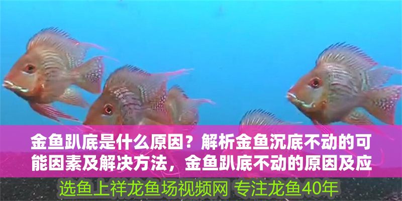 金魚趴底是什么原因？解析金魚沉底不動的可能因素及解決方法，金魚趴底不動的原因及應對措施全解析
