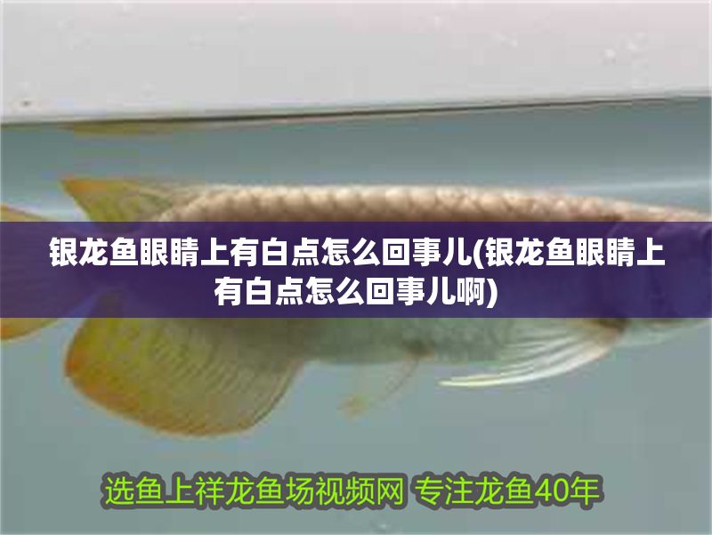 銀龍魚眼睛上有白點怎么回事兒(銀龍魚眼睛上有白點怎么回事兒啊)