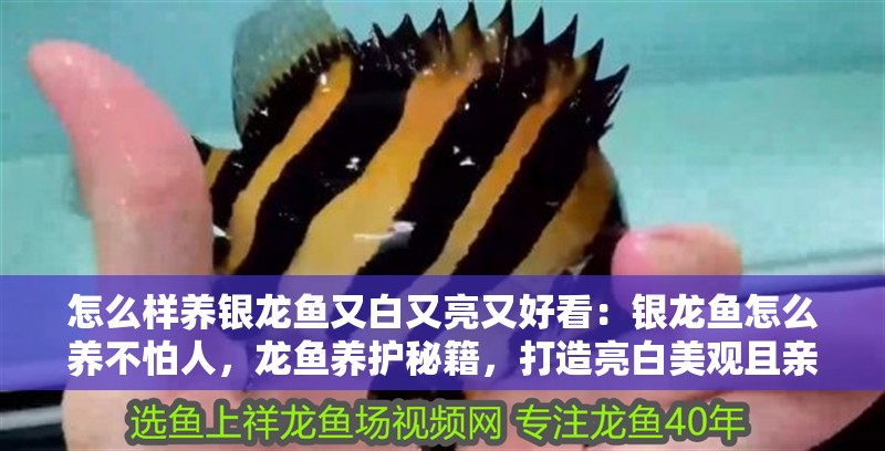怎么樣養銀龍魚又白又亮又好看：銀龍魚怎么養不怕人，龍魚養護秘籍，打造亮白美觀且親人的觀賞魚