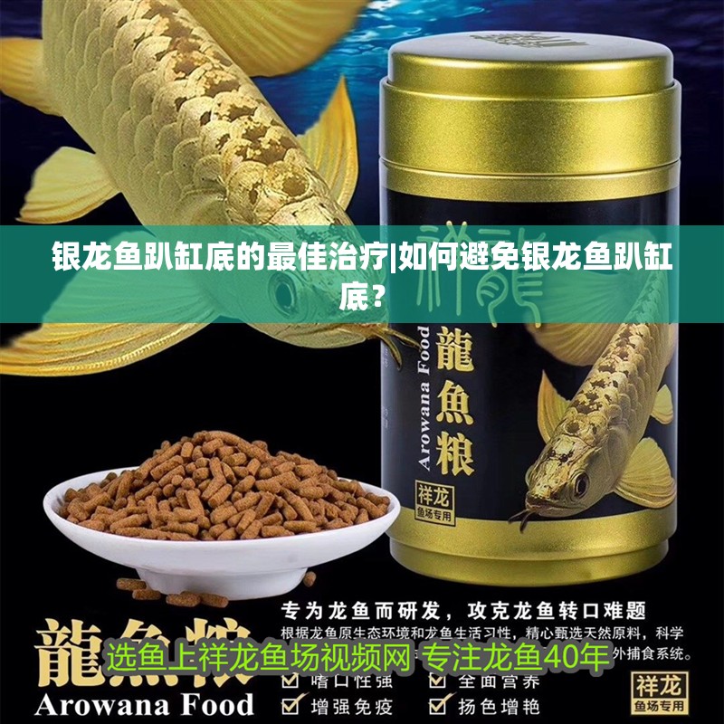 銀龍魚趴缸底的最佳治療|如何避免銀龍魚趴缸底？