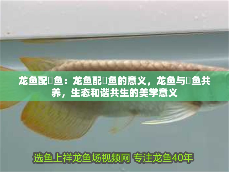 龍魚配魟魚：龍魚配魟魚的意義，龍魚與魟魚共養(yǎng)，生態(tài)和諧共生的美學意義