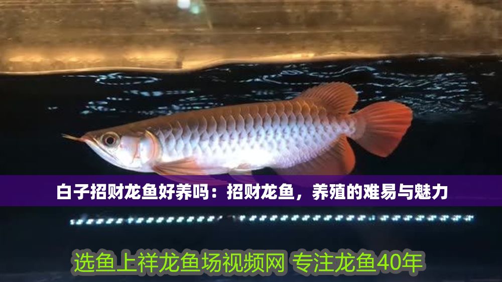 詳細(xì)閱讀:白子招財(cái)龍魚好養(yǎng)嗎:招財(cái)龍魚,養(yǎng)殖的難易與魅力 白子招財(cái)龍魚好養(yǎng)嗎:招財(cái)龍魚,養(yǎng)殖的難易與魅力