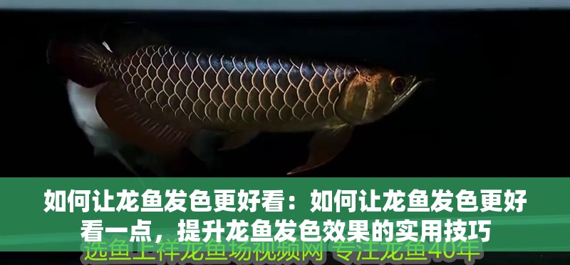 如何讓龍魚發色更好看：如何讓龍魚發色更好看一點，提升龍魚發色效果的實用技巧