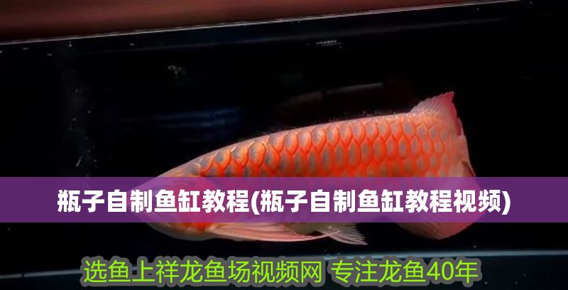 瓶子自制魚缸教程(瓶子自制魚缸教程視頻)