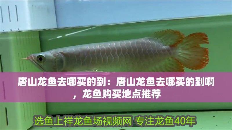 唐山龍魚去哪買的到：唐山龍魚去哪買的到啊，龍魚購買地點推薦