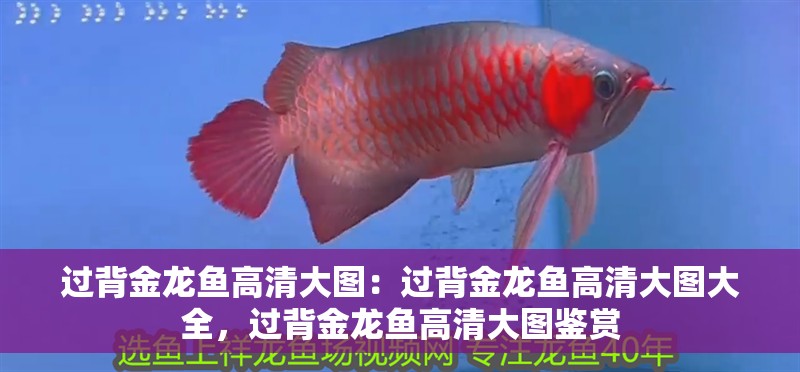 過(guò)背金龍魚高清大圖：過(guò)背金龍魚高清大圖大全，過(guò)背金龍魚高清大圖鑒賞
