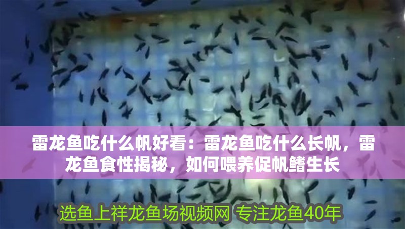 雷龍魚吃什么帆好看：雷龍魚吃什么長帆，雷龍魚食性揭秘，如何喂養促帆鰭生長