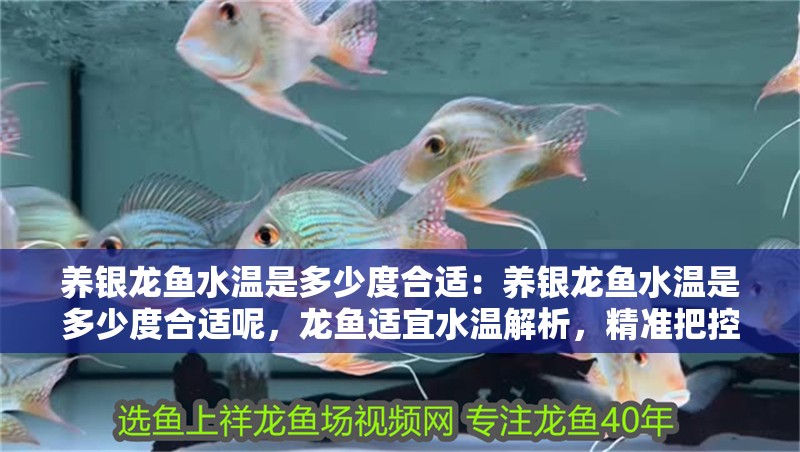 養(yǎng)銀龍魚水溫是多少度合適：養(yǎng)銀龍魚水溫是多少度合適呢，龍魚適宜水溫解析，精準(zhǔn)把控養(yǎng)殖