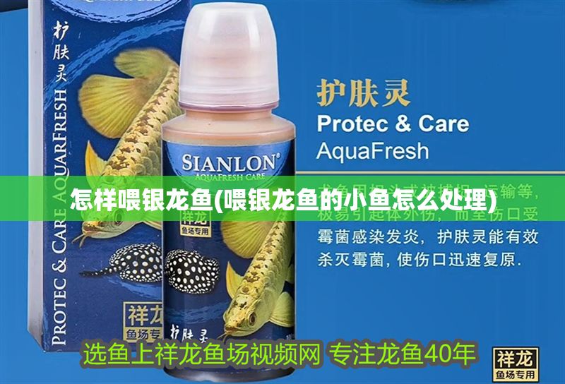 怎樣喂銀龍魚(喂銀龍魚的小魚怎么處理)