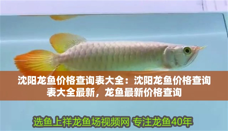 沈陽龍魚價格查詢表大全：沈陽龍魚價格查詢表大全最新，龍魚最新價格查詢
