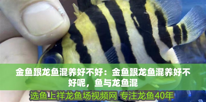 金魚跟龍魚混養好不好：金魚跟龍魚混養好不好呢，魚與龍魚混