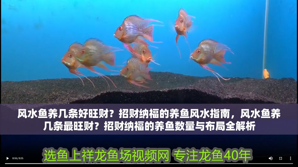 風(fēng)水魚養(yǎng)幾條好旺財(cái)？招財(cái)納福的養(yǎng)魚風(fēng)水指南，風(fēng)水魚養(yǎng)幾條最旺財(cái)？招財(cái)納福的養(yǎng)魚數(shù)量與布局全解析