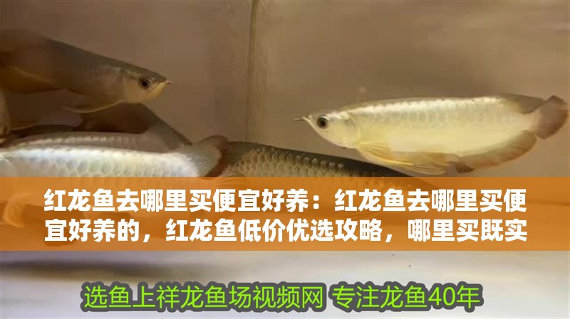 紅龍魚去哪里買便宜好養：紅龍魚去哪里買便宜好養的，紅龍魚低價優選攻略，哪里買既實惠又易養