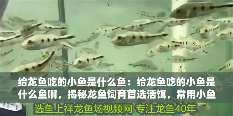 給龍魚吃的小魚是什么魚：給龍魚吃的小魚是什么魚啊，揭秘龍魚飼育首選活餌，常用小魚品種解析