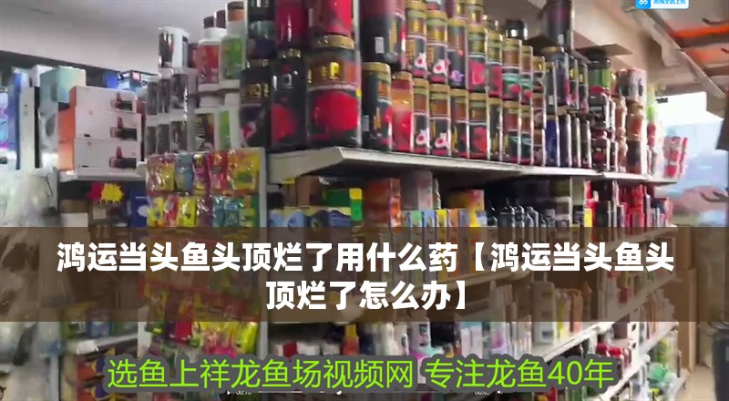 鴻運當頭魚頭頂爛了用什么藥【鴻運當頭魚頭頂爛了怎么辦】