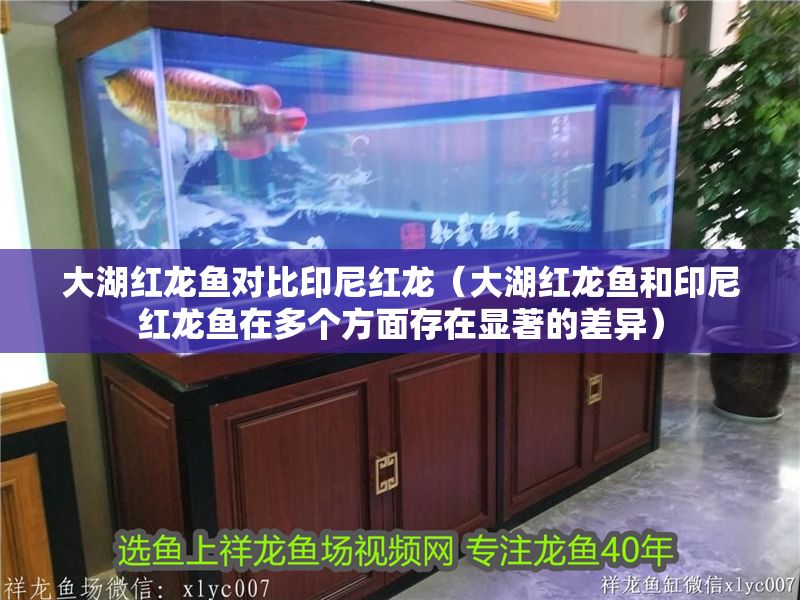 大湖紅龍魚對比印尼紅龍（大湖紅龍魚和印尼紅龍魚在多個方面存在顯著的差異）
