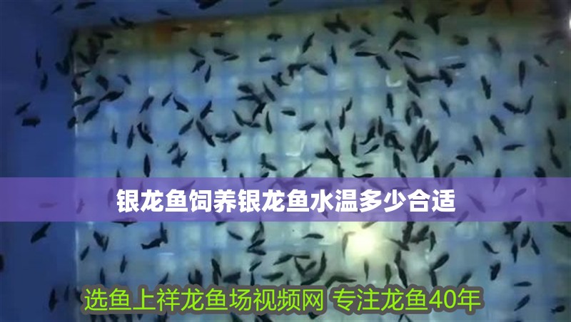 銀龍魚飼養銀龍魚水溫多少合適