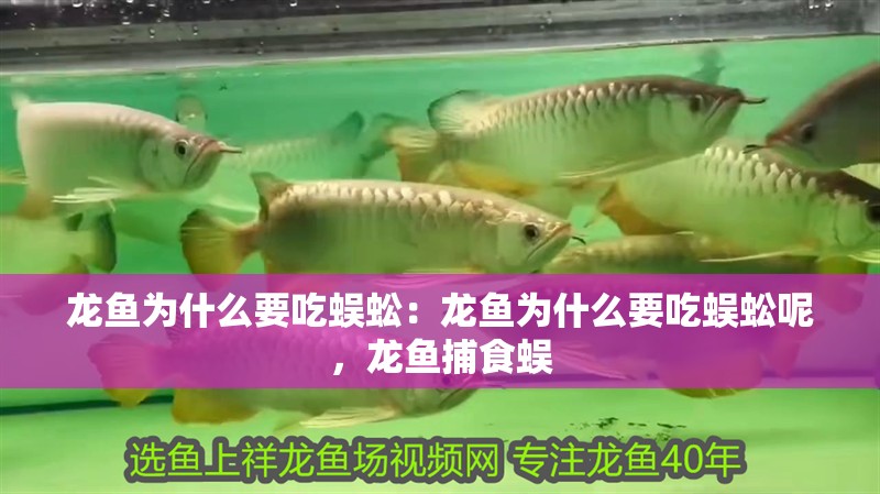 龍魚(yú)為什么要吃蜈蚣：龍魚(yú)為什么要吃蜈蚣呢，龍魚(yú)捕食蜈 龍魚(yú)為什么要吃蜈蚣：龍魚(yú)為什么要吃蜈蚣呢，龍魚(yú)捕食蜈 水族問(wèn)答
