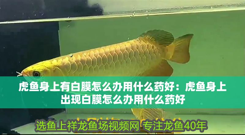 虎魚身上有白膜怎么辦用什么藥好：虎魚身上出現白膜怎么辦用什么藥好