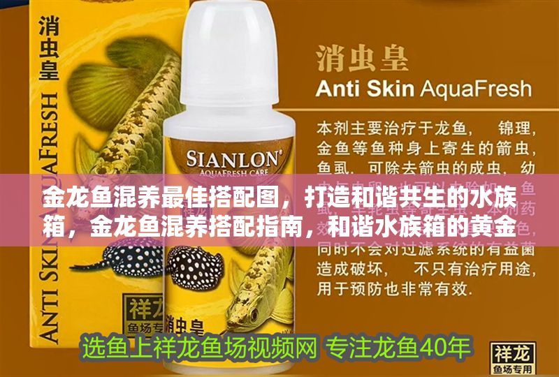 金龍魚混養最佳搭配圖，打造和諧共生的水族箱，金龍魚混養搭配指南，和諧水族箱的黃金組合