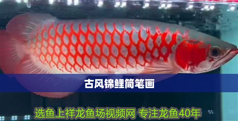 古風錦鯉簡筆畫 古風錦鯉簡筆畫 全國水族館企業名錄