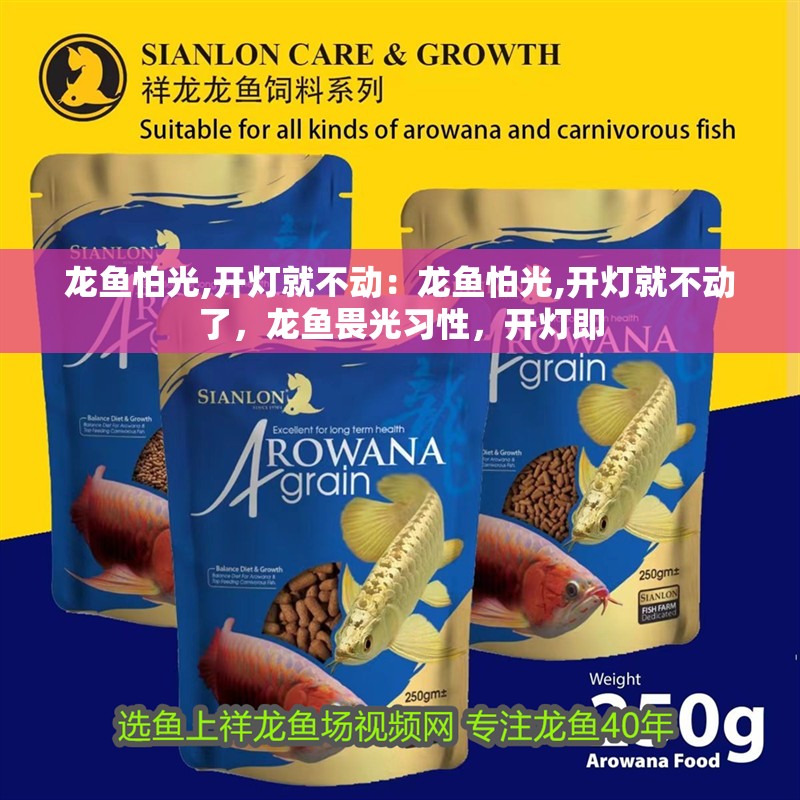 龍魚怕光,開燈就不動：龍魚怕光,開燈就不動了，龍魚畏光習性，開燈即