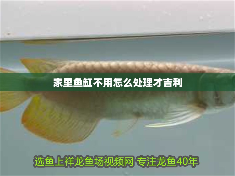 家里魚缸不用怎么處理才吉利