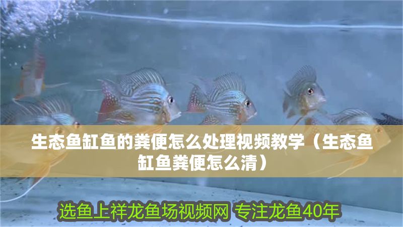 生態魚缸魚的糞便怎么處理視頻教學（生態魚缸魚糞便怎么清）