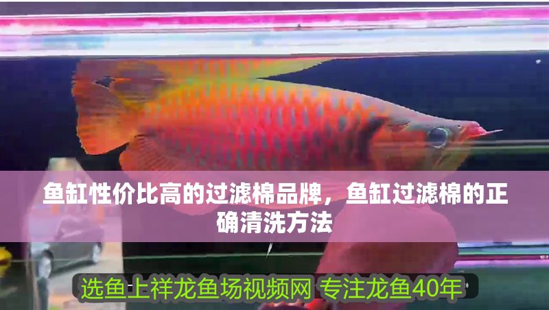 魚缸性價比高的過濾棉品牌,魚缸過濾棉的正確清洗方法 魚缸百科 第2張 魚缸性價比高的過濾棉品牌,魚缸過濾棉的正確清洗方法 魚缸性價比高的過濾棉品牌,魚缸過濾棉的正確清洗方法 魚缸百科 第2張