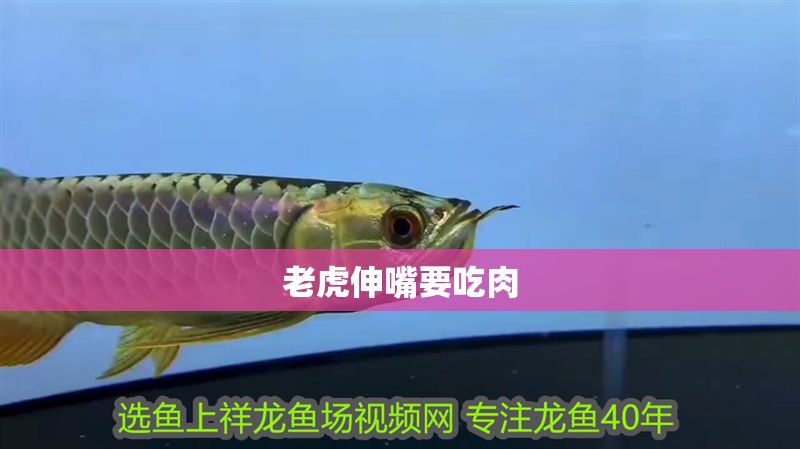 老虎伸嘴要吃肉