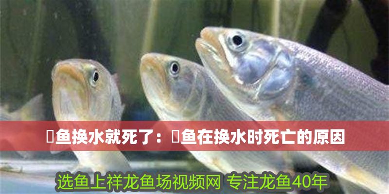 魟魚換水就死了：魟魚在換水時(shí)死亡的原因