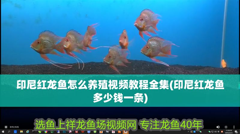 印尼紅龍魚怎么養殖視頻教程全集(印尼紅龍魚多少錢一條)