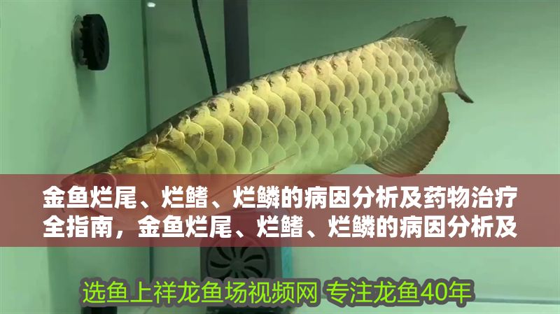 金魚爛尾、爛鰭、爛鱗的病因分析及藥物治療全指南，金魚爛尾、爛鰭、爛鱗的病因分析及藥物治療全指南