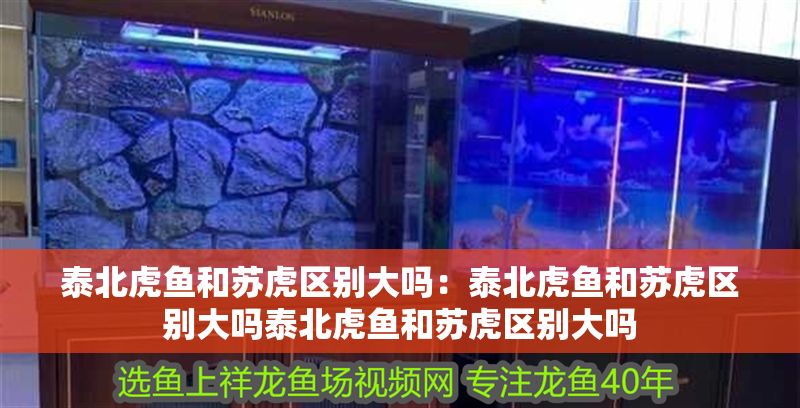 泰北虎魚和蘇虎區別大嗎：泰北虎魚和蘇虎區別大嗎泰北虎魚和蘇虎區別大嗎
