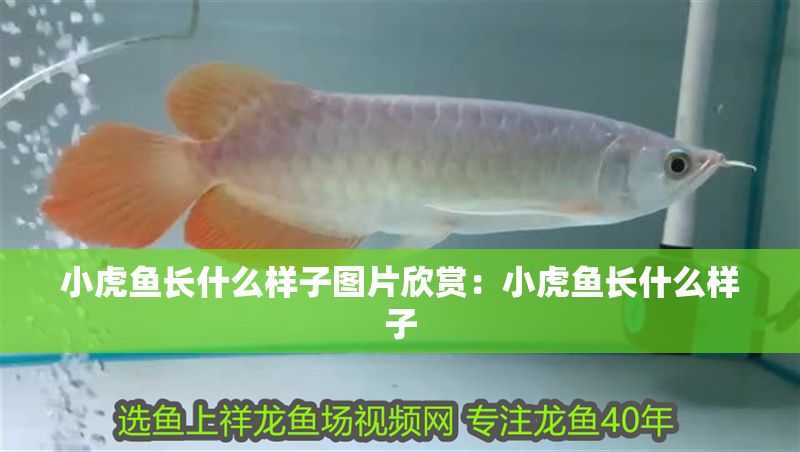 小虎魚長什么樣子圖片欣賞：小虎魚長什么樣子