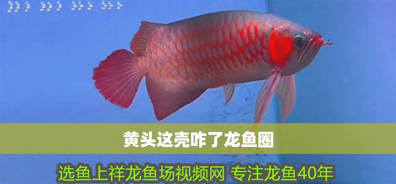 黃頭這殼咋了龍魚圈