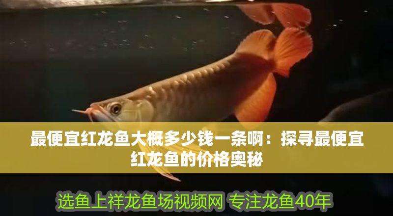 最便宜紅龍魚大概多少錢一條?。禾綄ぷ畋阋思t龍魚的價格奧秘