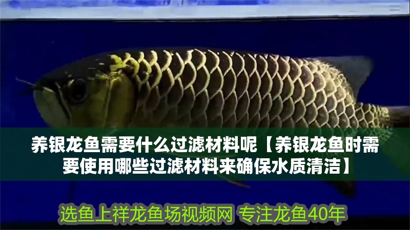 養銀龍魚需要什么過濾材料呢【養銀龍魚時需要使用哪些過濾材料來確保水質清潔】