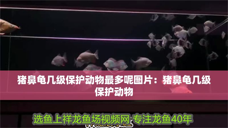 豬鼻龜幾級保護動物最多呢圖片：豬鼻龜幾級保護動物