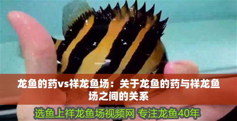 龍魚的藥vs祥龍魚場：關于龍魚的藥與祥龍魚場之間的關系