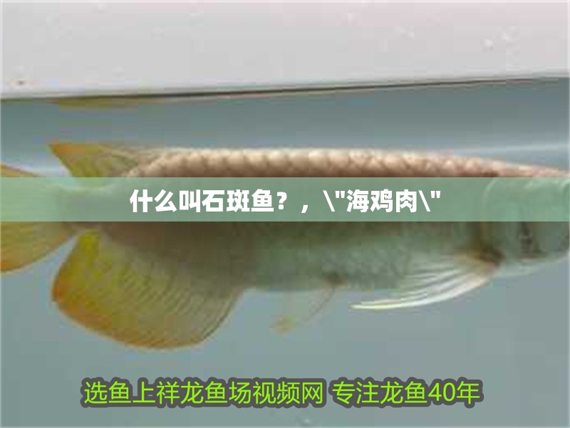 什么叫石斑魚(yú)？，\