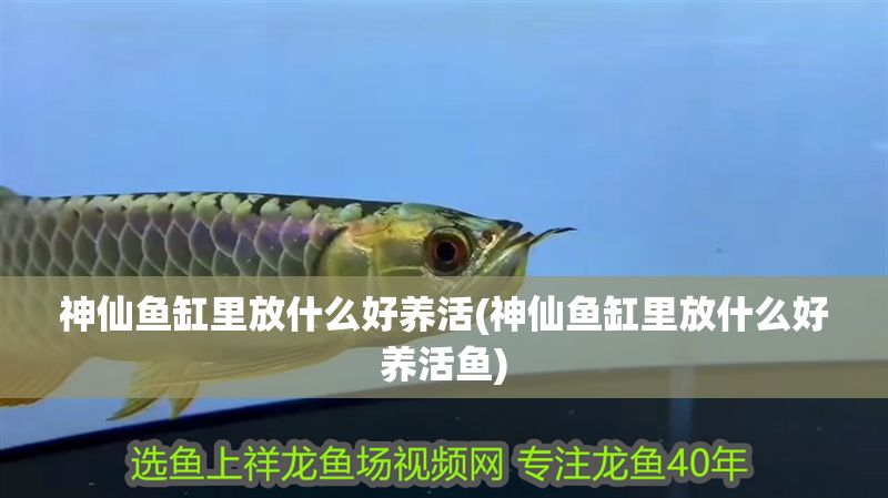 神仙魚缸里放什么好養活(神仙魚缸里放什么好養活魚)