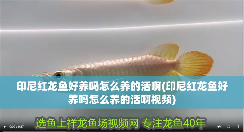 印尼紅龍魚好養(yǎng)嗎怎么養(yǎng)的活啊(印尼紅龍魚好養(yǎng)嗎怎么養(yǎng)的活啊視頻)