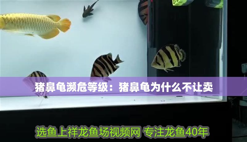 豬鼻龜瀕危等級：豬鼻龜為什么不讓賣