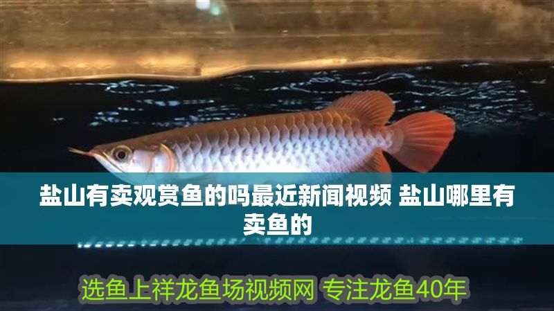 鹽山有賣觀賞魚的嗎最近新聞視頻 鹽山哪里有賣魚的