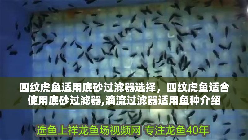四紋虎魚適用底砂過濾器選擇，四紋虎魚適合使用底砂過濾器,滴流過濾器適用魚種介紹